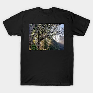 Forest Sunshine T-Shirt